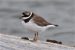 1-Grand Gravelot | Charadrius hiaticula | Common Ringed Plover