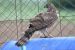 1-Autour des palombes | Accipiter gentilis | Northern Goshawk