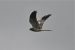 1-Busard cendré | Circus pygargus | Montagu&rsquo;s Harrier