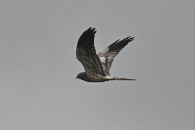 Busard cendré mâle en Moselle