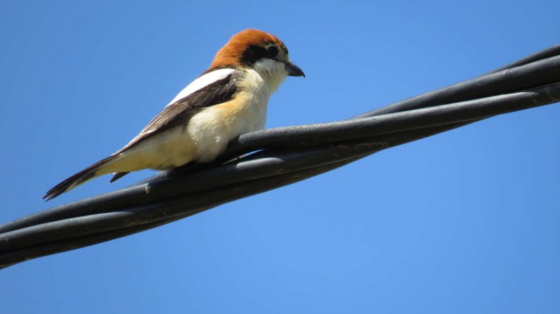 Pie-grièche à tête rousse au Maroc