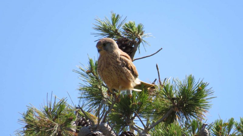 Faucon crécerelle perché
