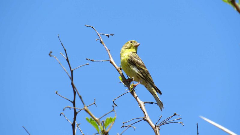 Serin cini au Maroc