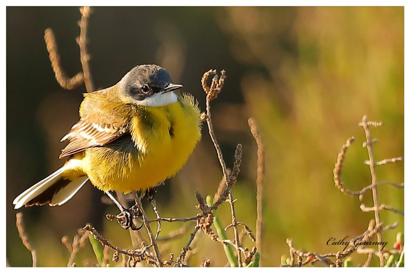 Bergeronnette printanière