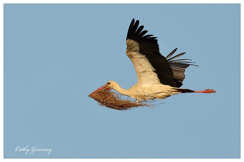 Cigogne blanche en pleine réfection de son nid