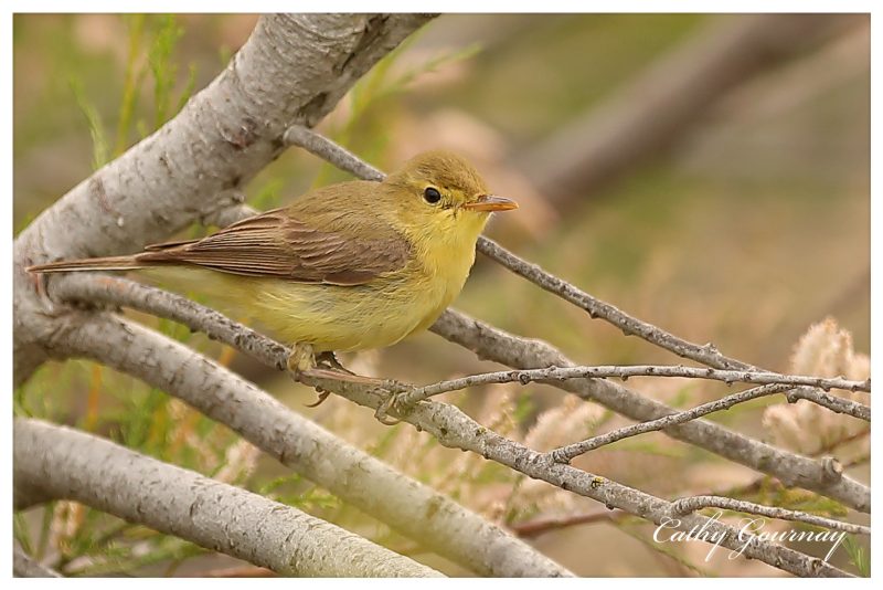 Hypolaïs polyglotte