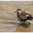 Phalarope à bec étroit en plumage nuptial