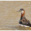 Phalarope à bec étroit en Camargue