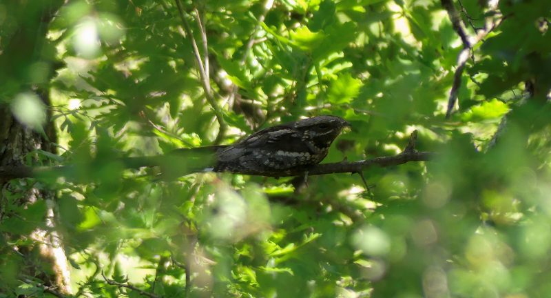 Engoulevent d&rsquo;Europe en pleine journée