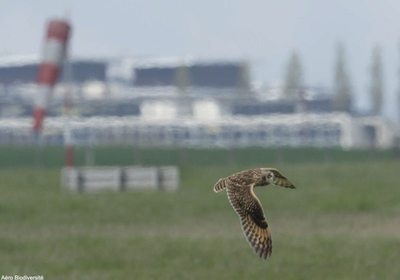 Aéro Biodiversité nous en dit plus sur l’observation et la protection de l’avifaune dans les aéroports