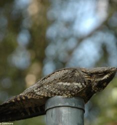 Sortie guidée pour écouter et observer l’Engoulevent d’Europe dans la forêt domaniale du Gâvre