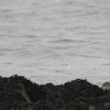 Chevalier grivelé en plumage nuptial dans la baie de Saint-Brieuc