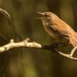 Le chœur de l’aube est bien plus qu’un simple concert d’oiseaux