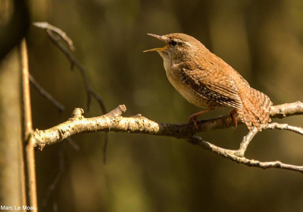 Troglodyte mignon (Troglodytes troglodytes