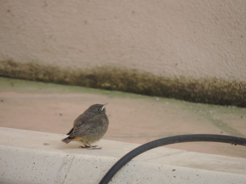 Poussin de Rougequeue noir