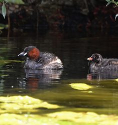 Sixième Fête des Mares