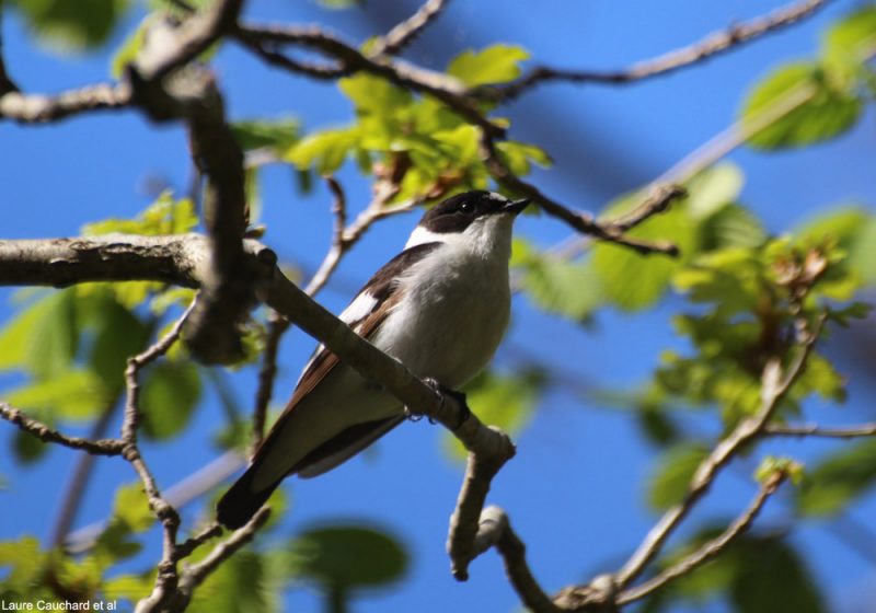 Les Gobemouches à collier les plus « intelligents » observeraient davantage les Mésanges charbonnières pour choisir un site de nidification