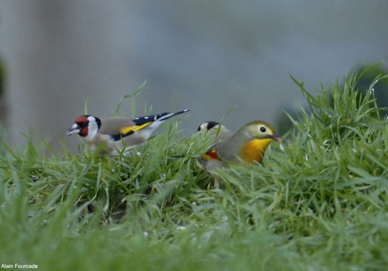 Participez à l’enquête IBISurvey sur les oiseaux exotiques présents en Europe