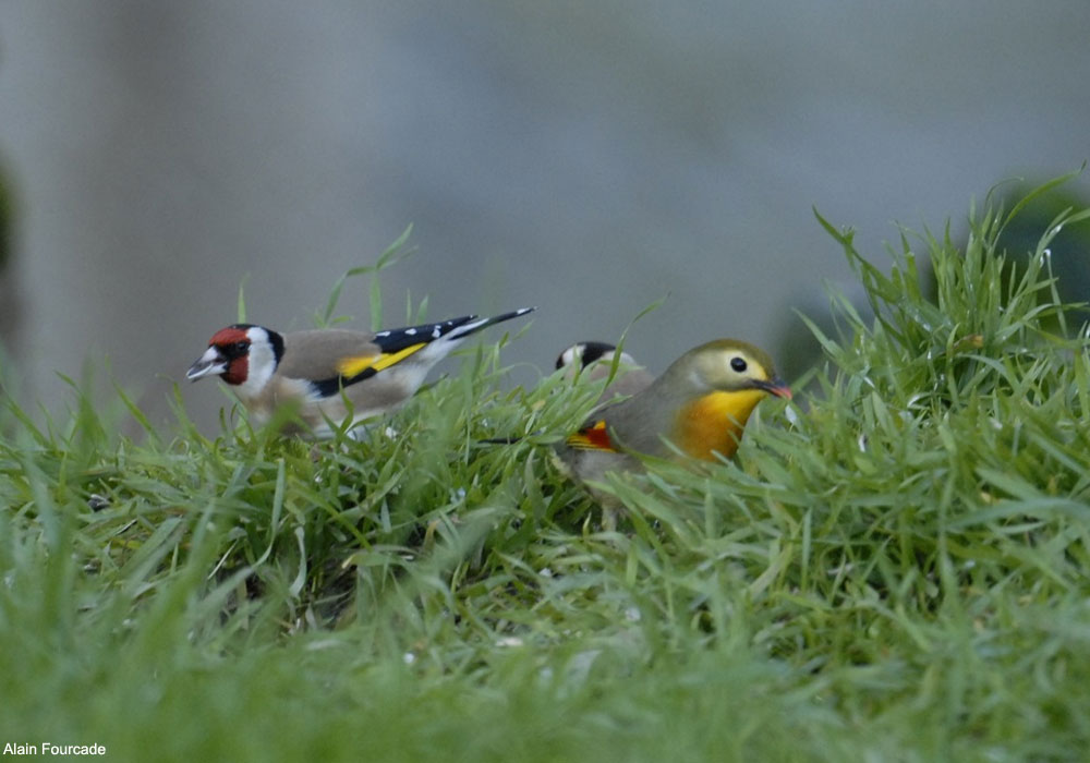 Léiothrix jaune (Leiothrix lutea)