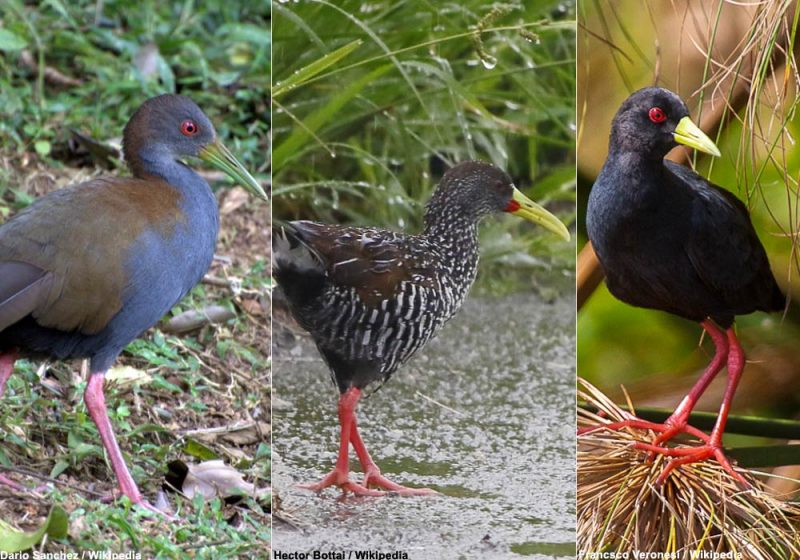 Proposition d’une nouvelle classification de la famille des Rallidés (râles, foulques, gallinules, etc.)