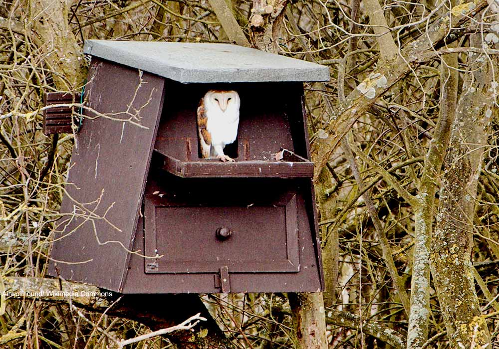 Effraie des clochers (Tyto alba)