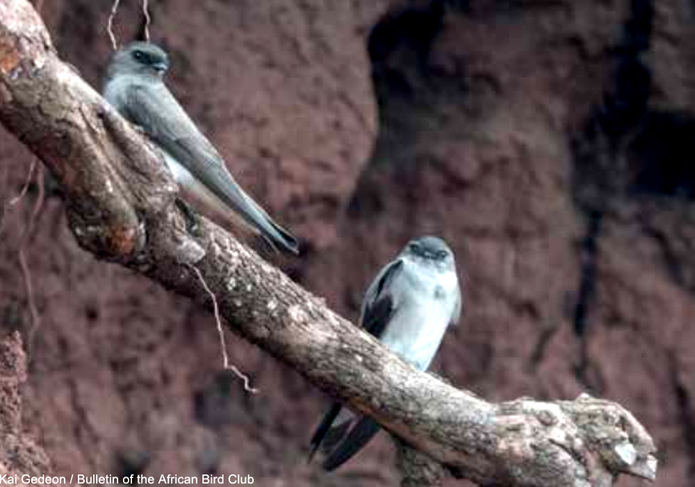 Deux oiseaux appartenant à la possible nouvelle espèce d'hirondelle du genre Riparia