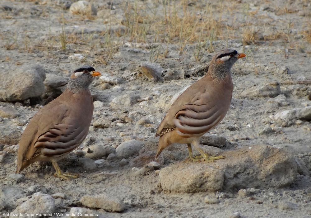 Perdrix si-si (Ammoperdix griseogularis)