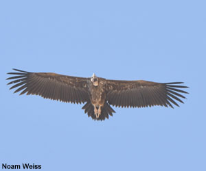 Vautour oricou (Torgos tracheliotos)