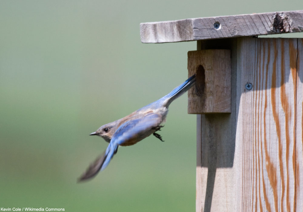 Merlebleu de l'Ouest sortant de son nichoir