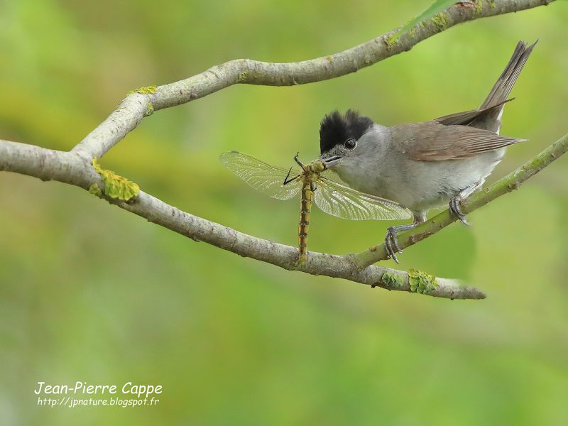 Fauvette à tête noire ayant attrapé une libellule