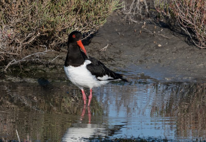 Huîtrier-pie en Camargue