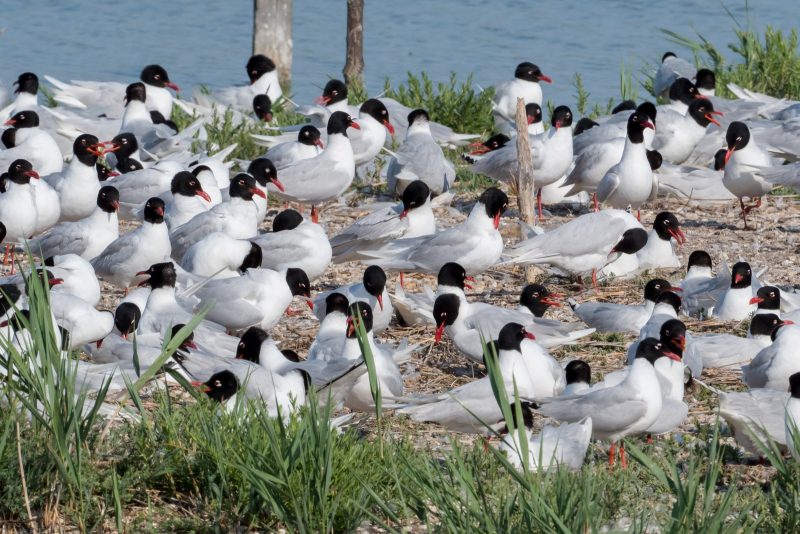 Colonie de Mouettes mélanocéphales