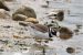 2-Grand Gravelot | Charadrius hiaticula | Common Ringed Plover