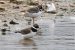 2-Grand Gravelot | Charadrius hiaticula | Common Ringed Plover