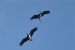 2-Cigogne noire | Ciconia nigra | Black Stork