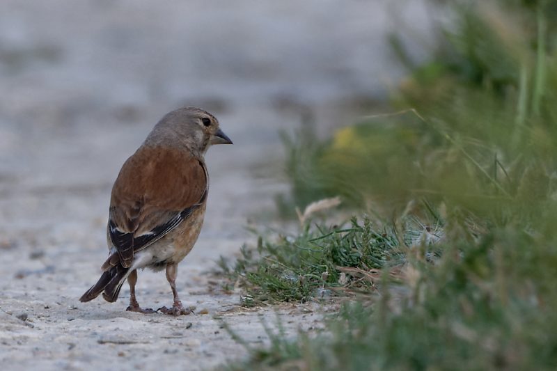 Linotte mélodieuse mâle