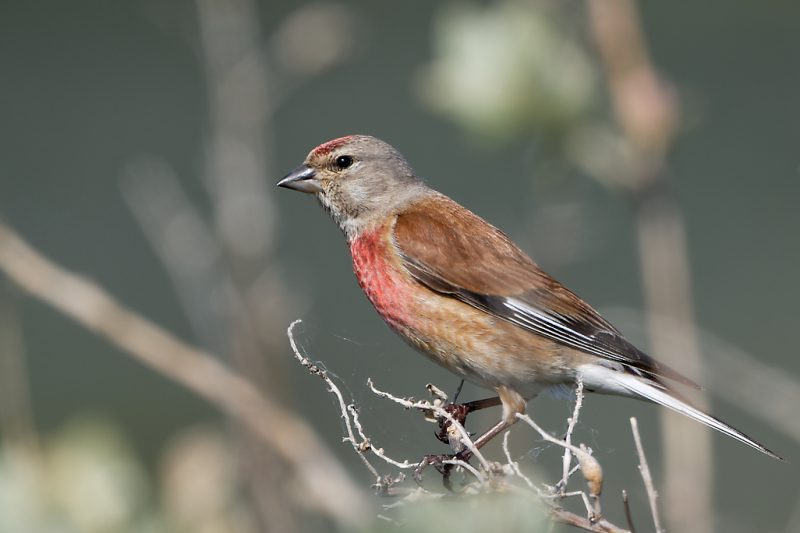 Linotte mélodieuse mâle