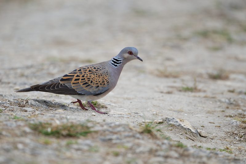 Tourterelle des bois sur l&rsquo;île de Ré