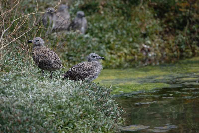 Jeunes Goélands leucophées sur l&rsquo;île de Ré