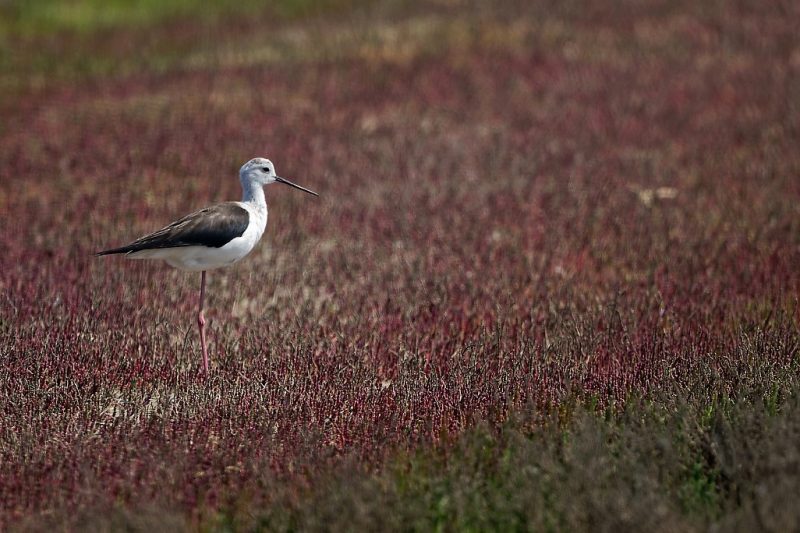 Échasse blanche parmi les salicornes