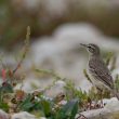 Pipit rousseline sur l&rsquo;île de Ré