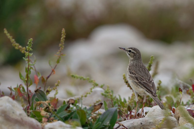 Pipit rousseline sur l&rsquo;île de Ré
