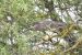 1-Bihoreau gris | Nycticorax nycticorax | Black-crowned Night Heron