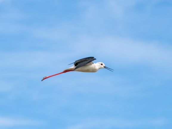Echasse blanche dans les salines de Guérande