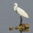 Aigrette garzette dans la lagune de Marchica