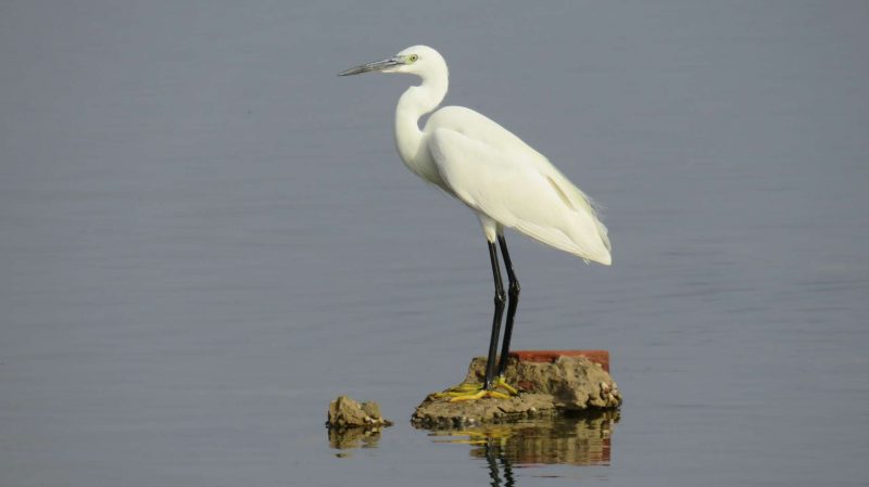 Aigrette garzette dans la lagune de Marchica