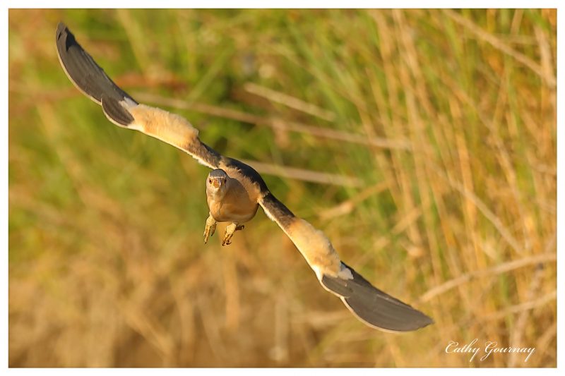 Blongios nain mâle en Camargue