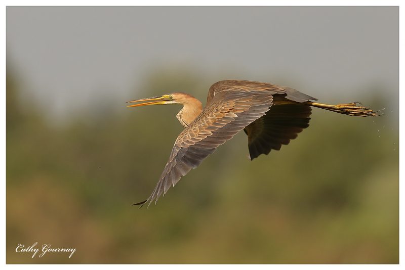 Héron pourpré juvénile