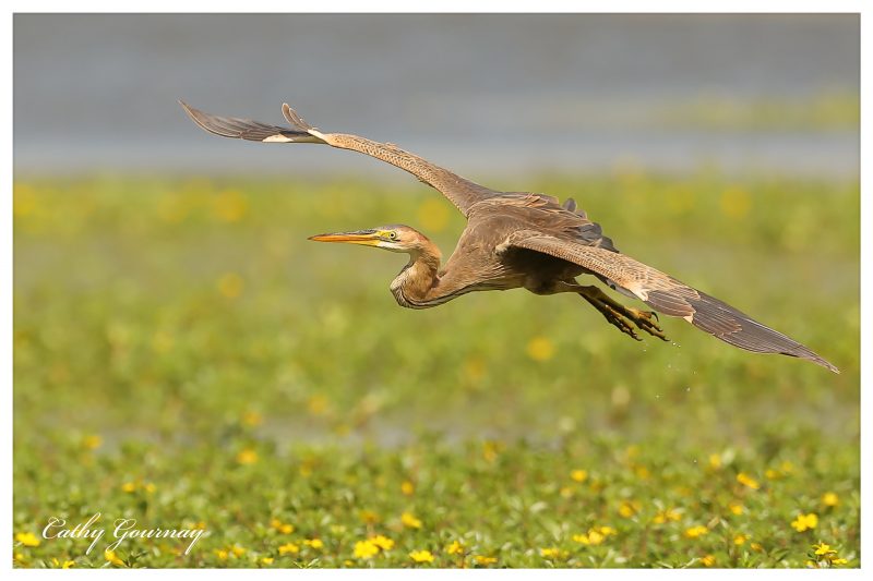 Héron pourpré juvénile en Camargue