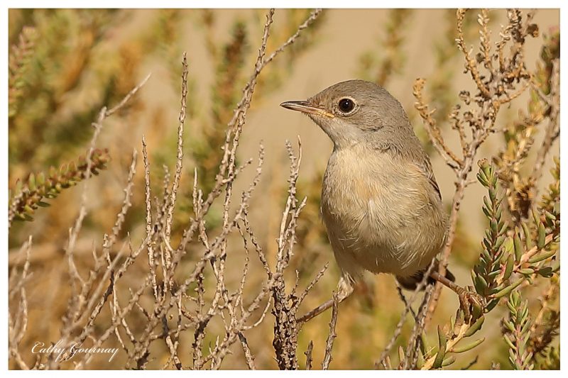 Fauvette à lunettes juvénile